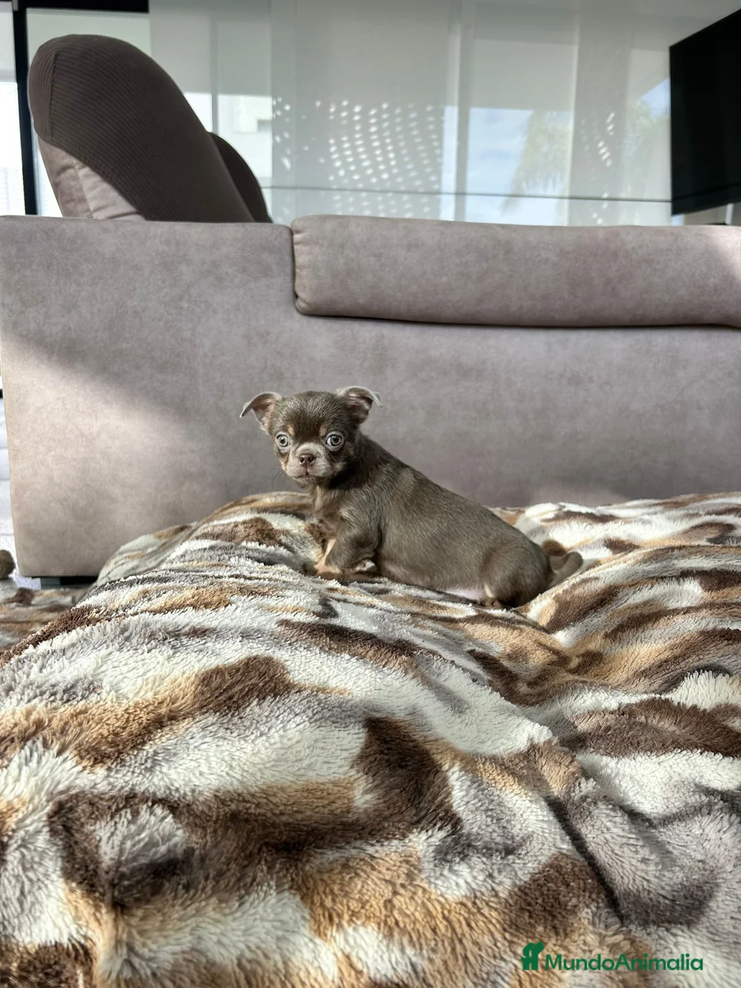Chihuahua perros en venta: Chihuahua línea rusa - Anuncio 3