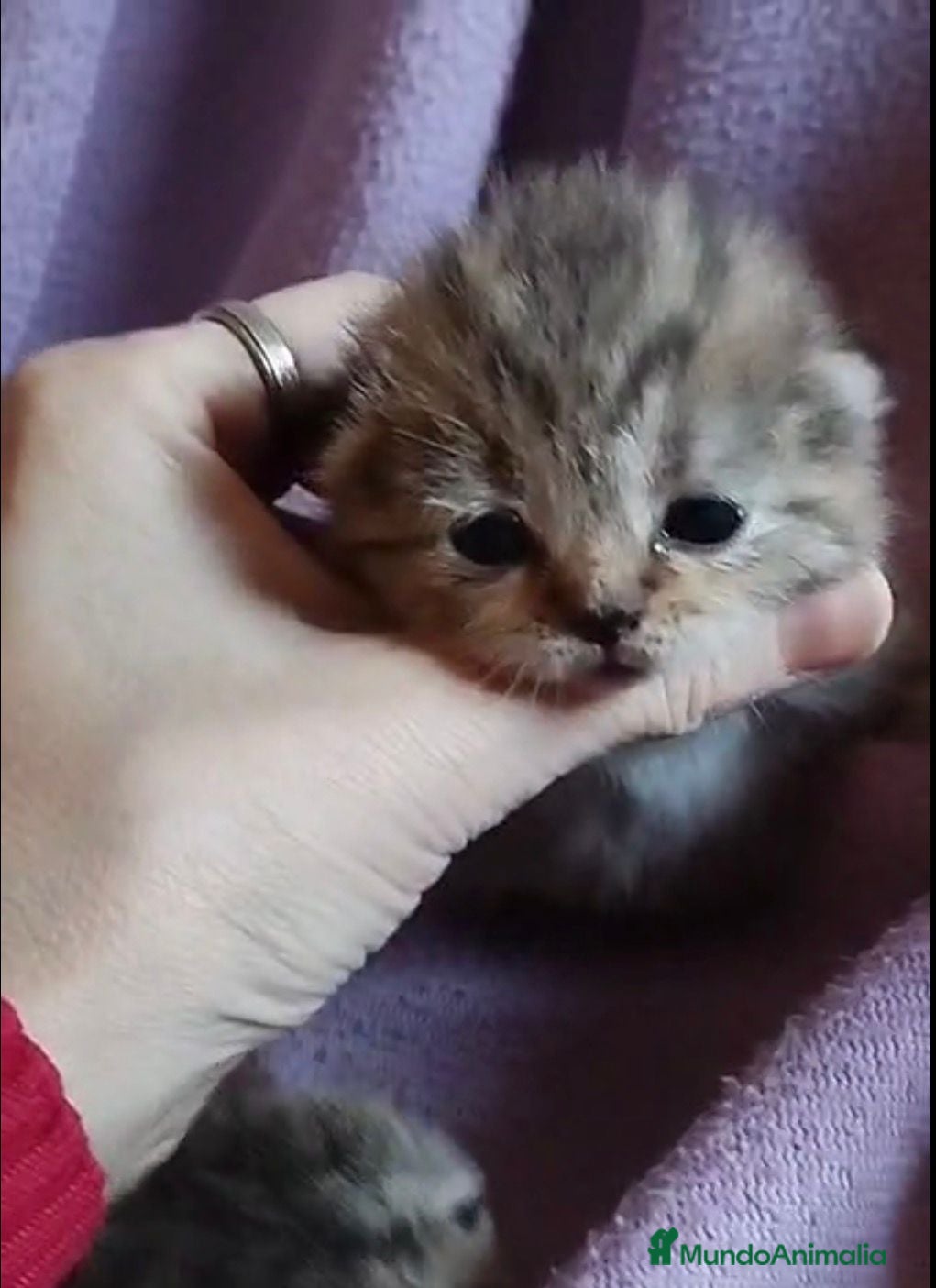 Scottish Fold gatos Macho y hembra de Scotish Fold atigrados - Anuncio 1