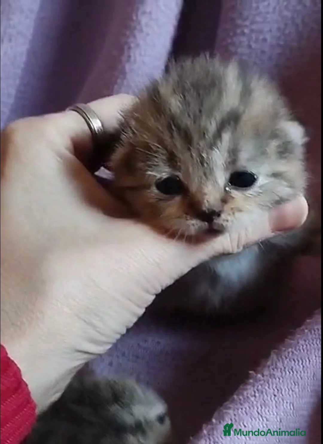 Scottish Fold gatos en venta: Macho y hembra de Scotish Fold atigrados - Anuncio 1