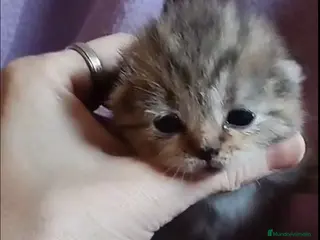 Scottish Fold gatos Macho y hembra de Scotish Fold atigrados - Anuncio 1