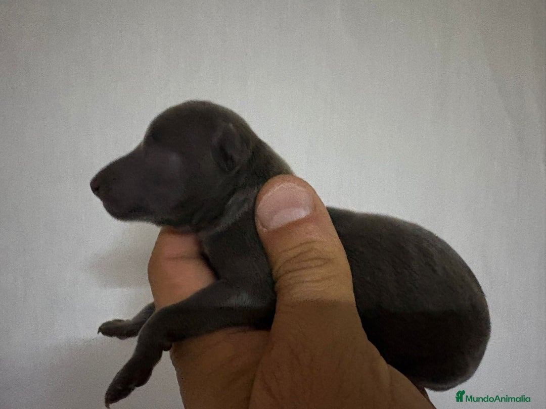 Pequeño Lebrel Italiano perros en venta: Pequeño lebrel Italiano - Imagen 2