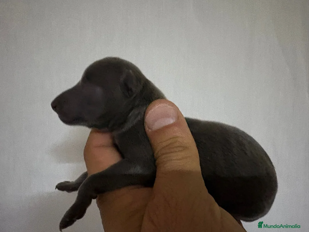 Pequeño Lebrel Italiano perros en venta: Pequeño lebrel Italiano - Anuncio 2
