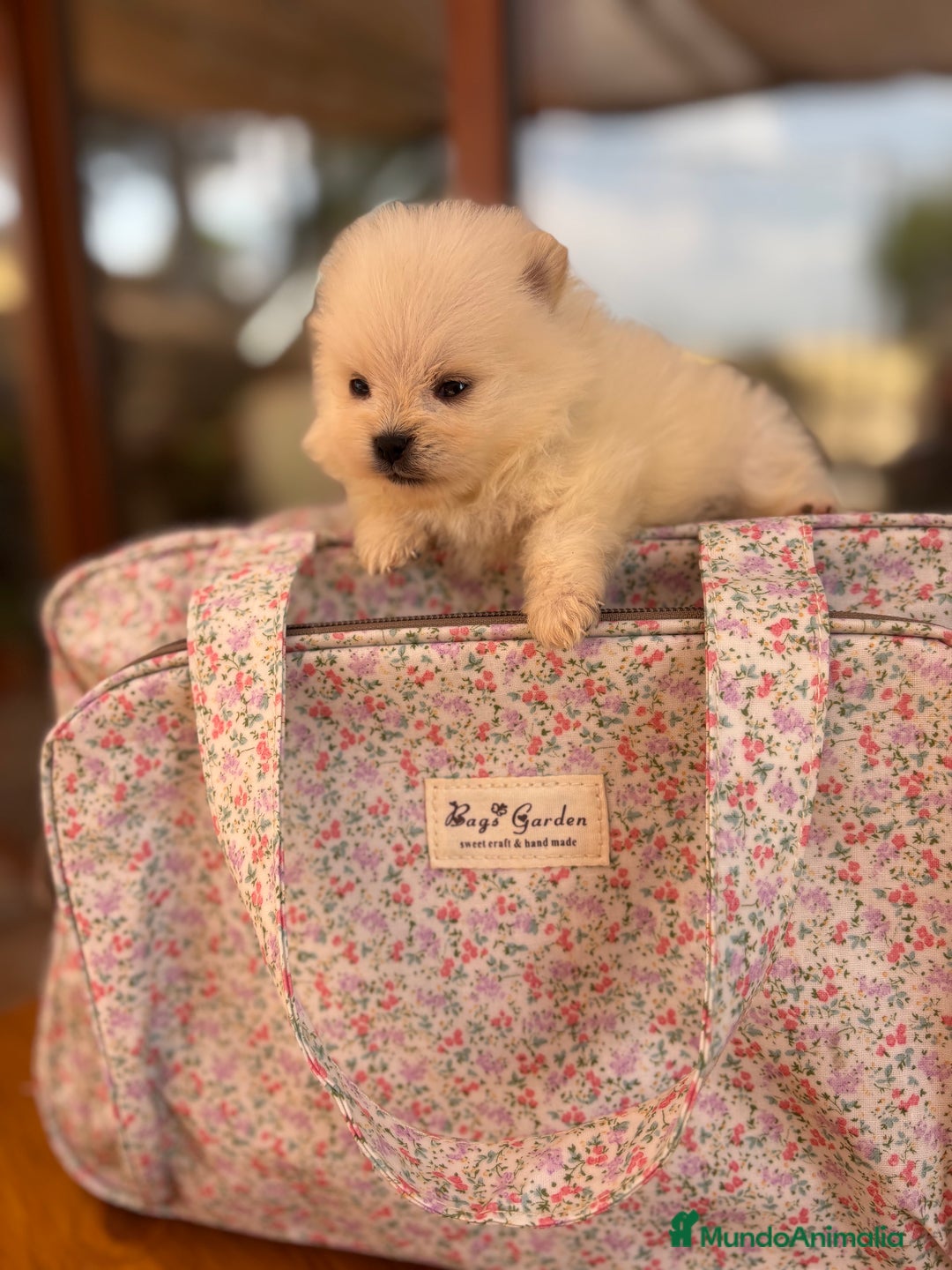 Pomerania perros en venta: Pomeranias Minis caritas de osito  - Imagen 6