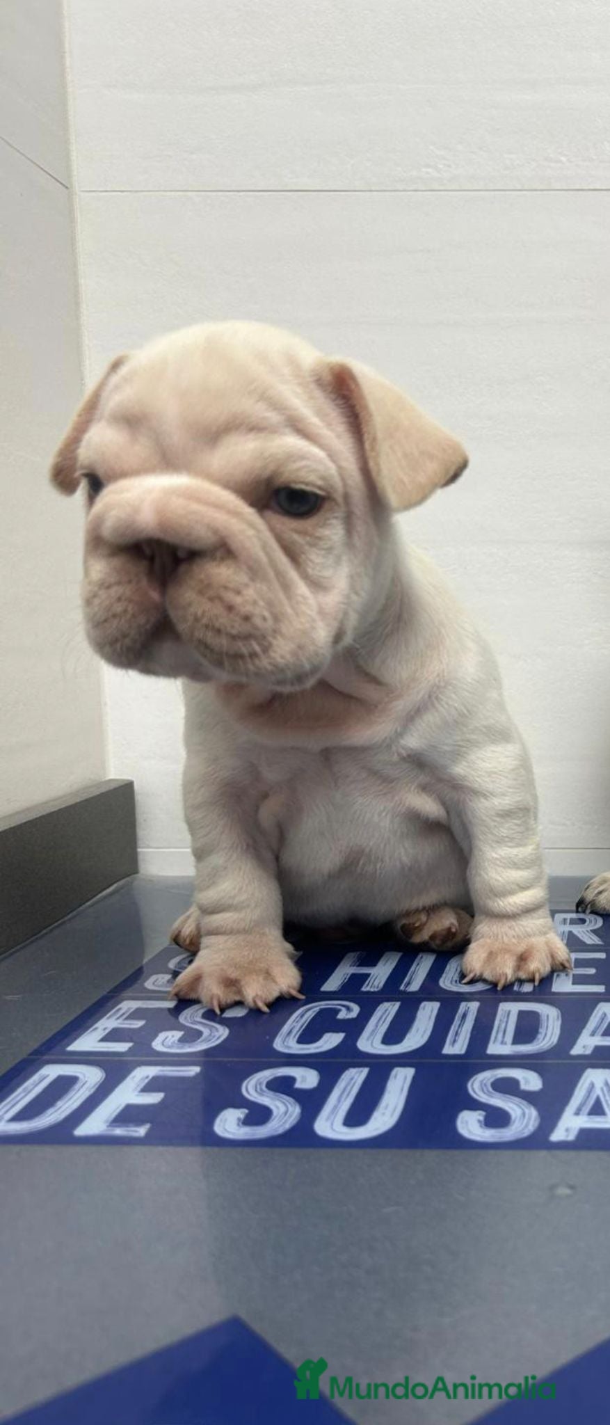 Bulldog Francés perros Bulldog Francés big rope - Anuncio 1