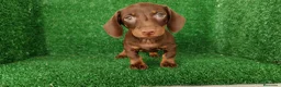 Teckel Miniatura perros en venta: teckel miniatura - Anuncio 3