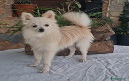 Pomerania perros en venta: Hembra pomerania toy adopción  - Imagen 2