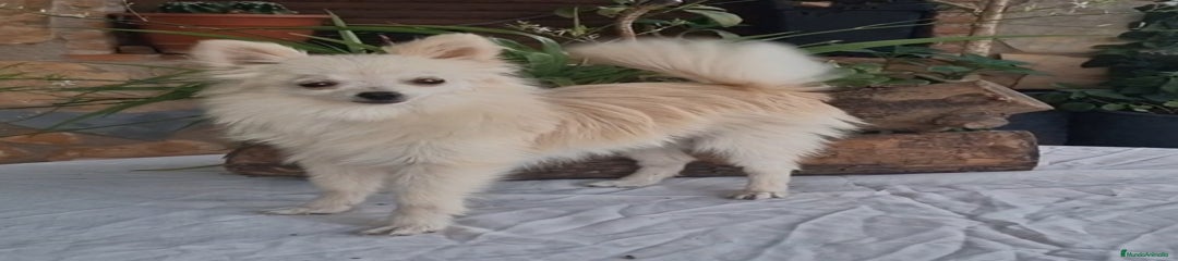 Pomerania Cachorro 1