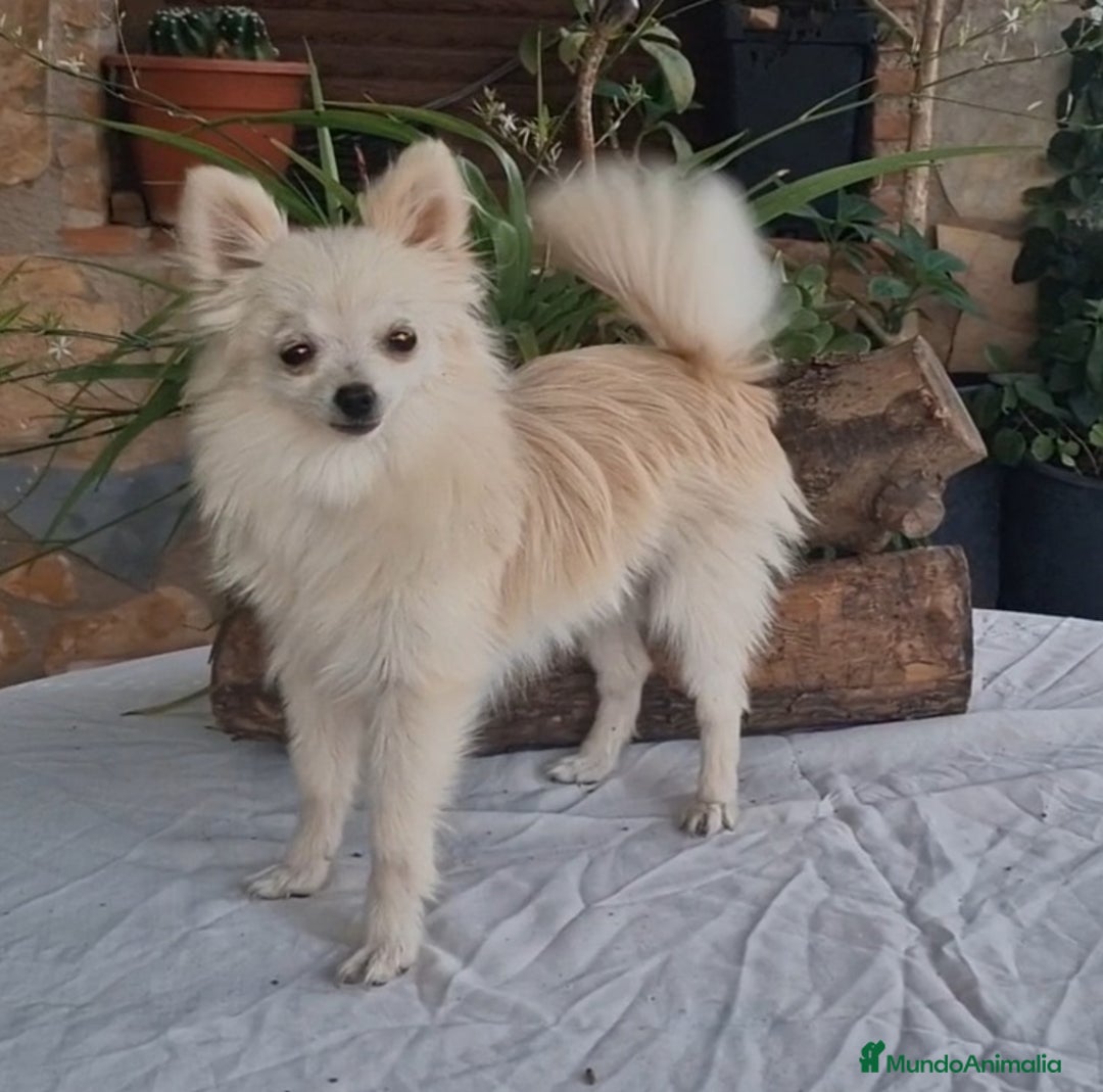 Pomerania perros en venta: Hembra pomerania toy adopción  - Imagen 2