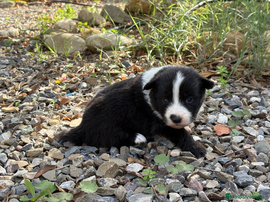 Border Collie perros en venta: 🐾 CACHORROS BORDER COLLIE DE ALTA CALIDAD 🐾 - Anuncio 2