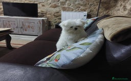 Bichón Maltés perros en venta: Bichon maltes - Imagen 1