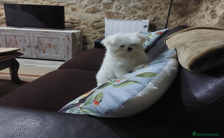 Bichón Maltés perros - Anuncio 2