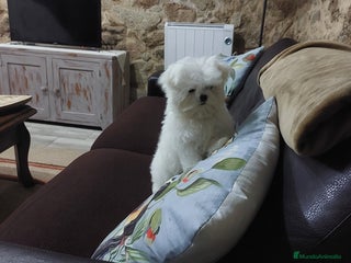 Bichón Maltés perros - Anuncio 1
