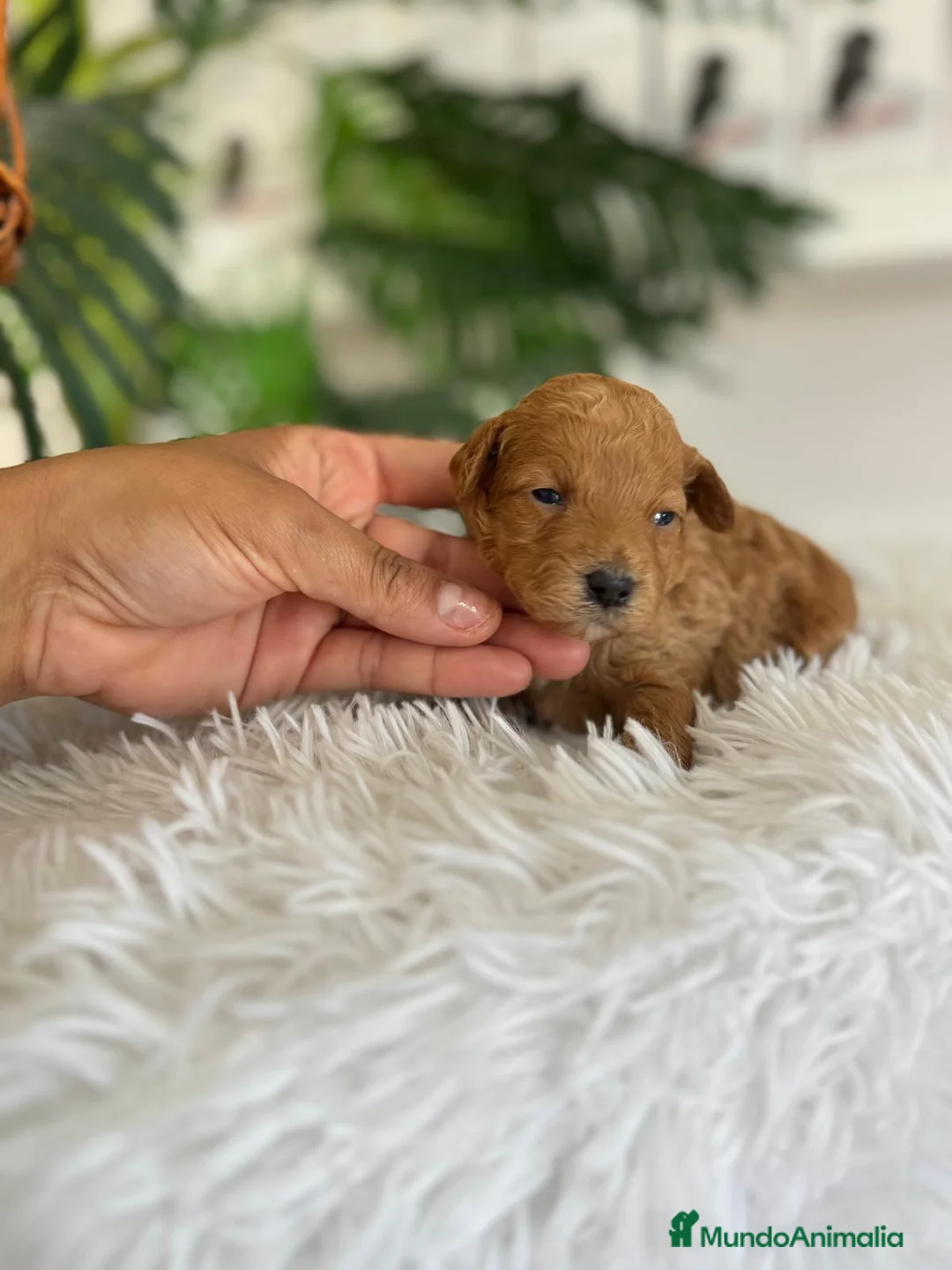 Caniche Toy perros en venta: CANICHE TOY - Anuncio 1