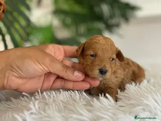 Caniche Toy perros CANICHE TOY - Anuncio 2