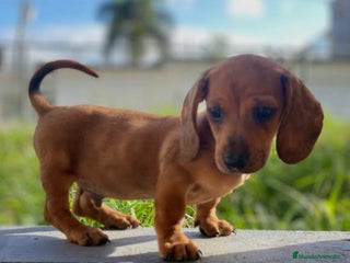 Teckel Miniatura perros Teckels - Anuncio 5