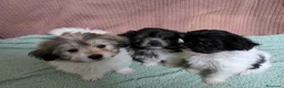 Bichón Habanero perros en venta: Machitos de bichon habanero - Anuncio 8