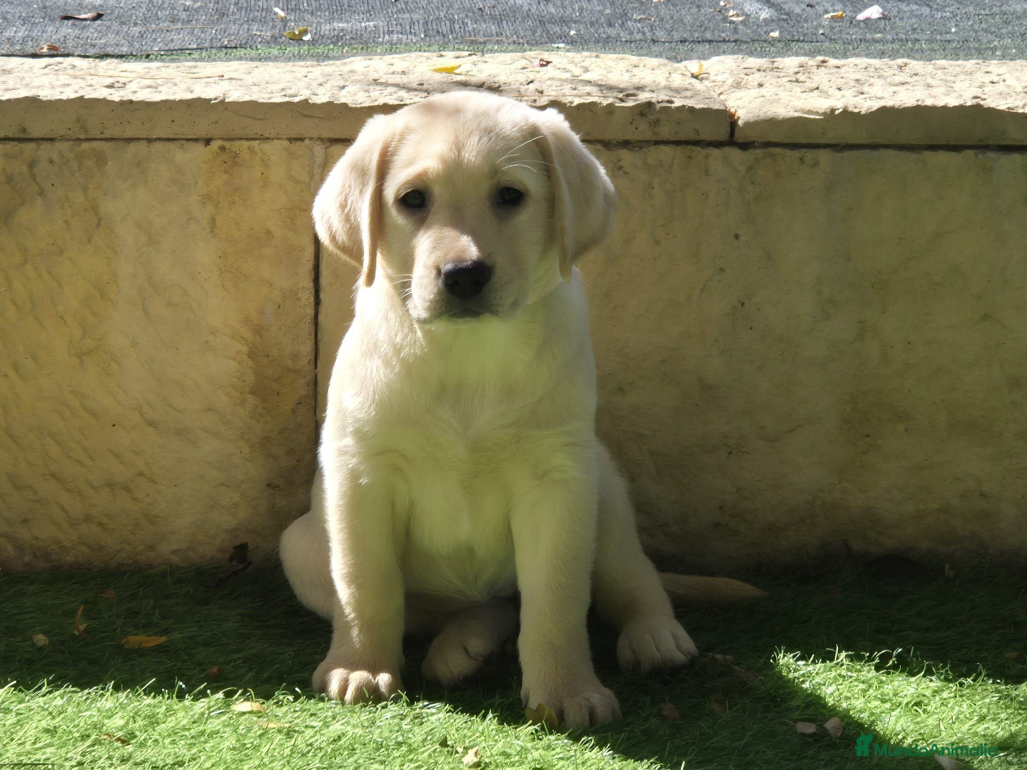Labrador Retriever perros Labrador  - Anuncio 1
