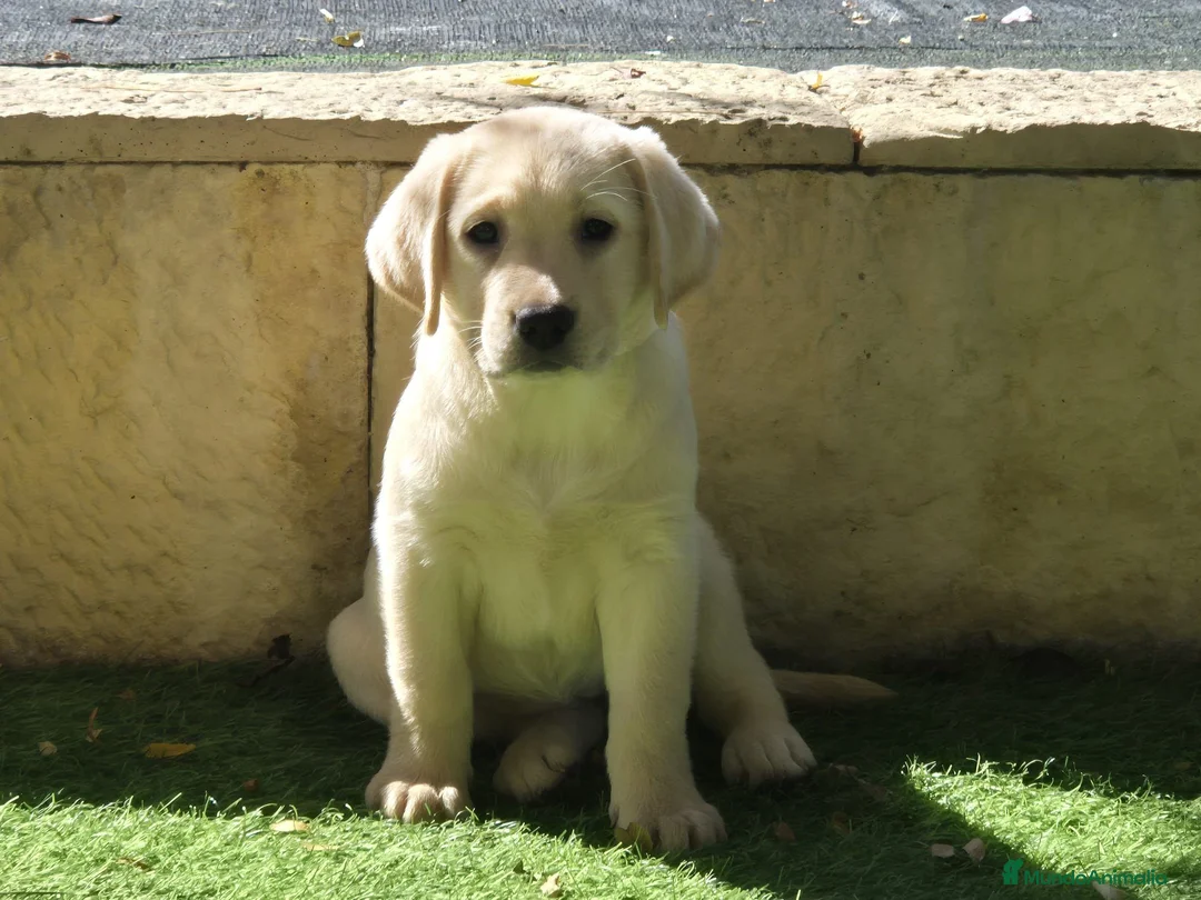 Labrador Retriever perros en venta: Labrador  - Anuncio 1