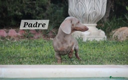 Teckel perros en venta: Teckel Chocolate - Imagen 5