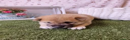 Shiba Inu perros en venta: CACHORRO SHIBA INU - Anuncio 1