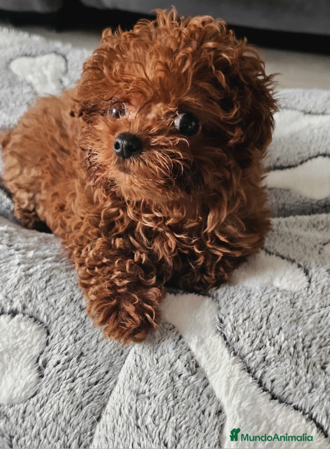 Caniche Toy perros CANICHE ASIÁTICO TEACUP - Anuncio 14