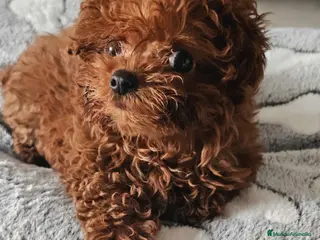 Caniche Toy perros CANICHE ASIÁTICO TEACUP - Anuncio 14