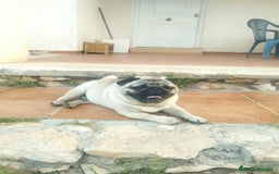 Carlino - Pug perros en venta: Carlino macho - Imagen 5