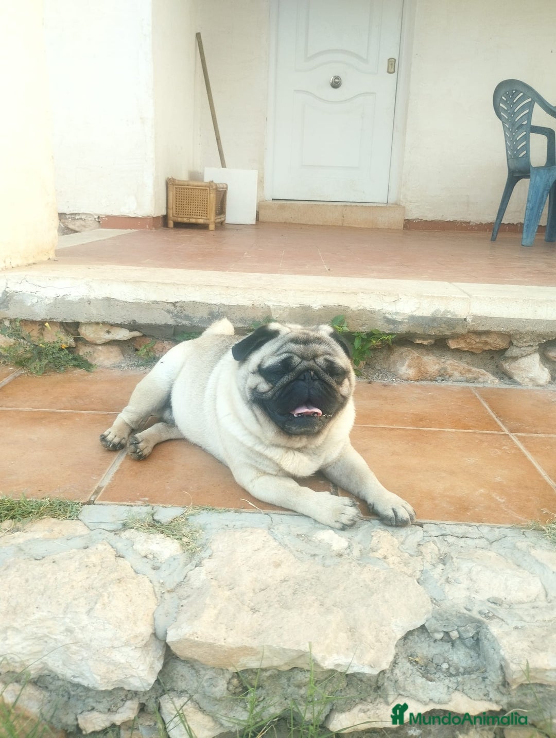 Carlino - Pug perros en venta: Carlino macho - Imagen 5