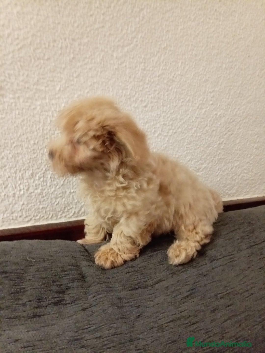 Caniche Toy perros en venta: Caniche toy - Anuncio 3