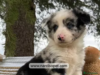 Border Collie perros BORDER COLLIE MERLE MACHO - Anuncio 35