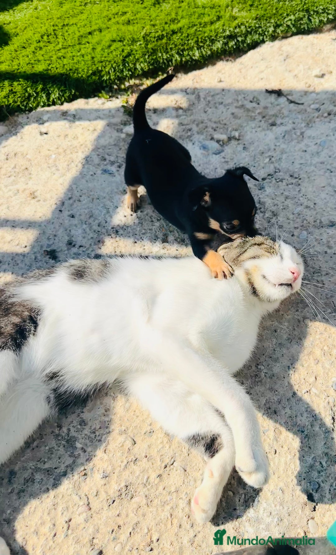 Chihuahua perros en venta: Chihuahuas  - Imagen 4