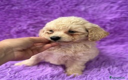 Maltipoo perros en venta: Maltipoo apricot - Imagen 3