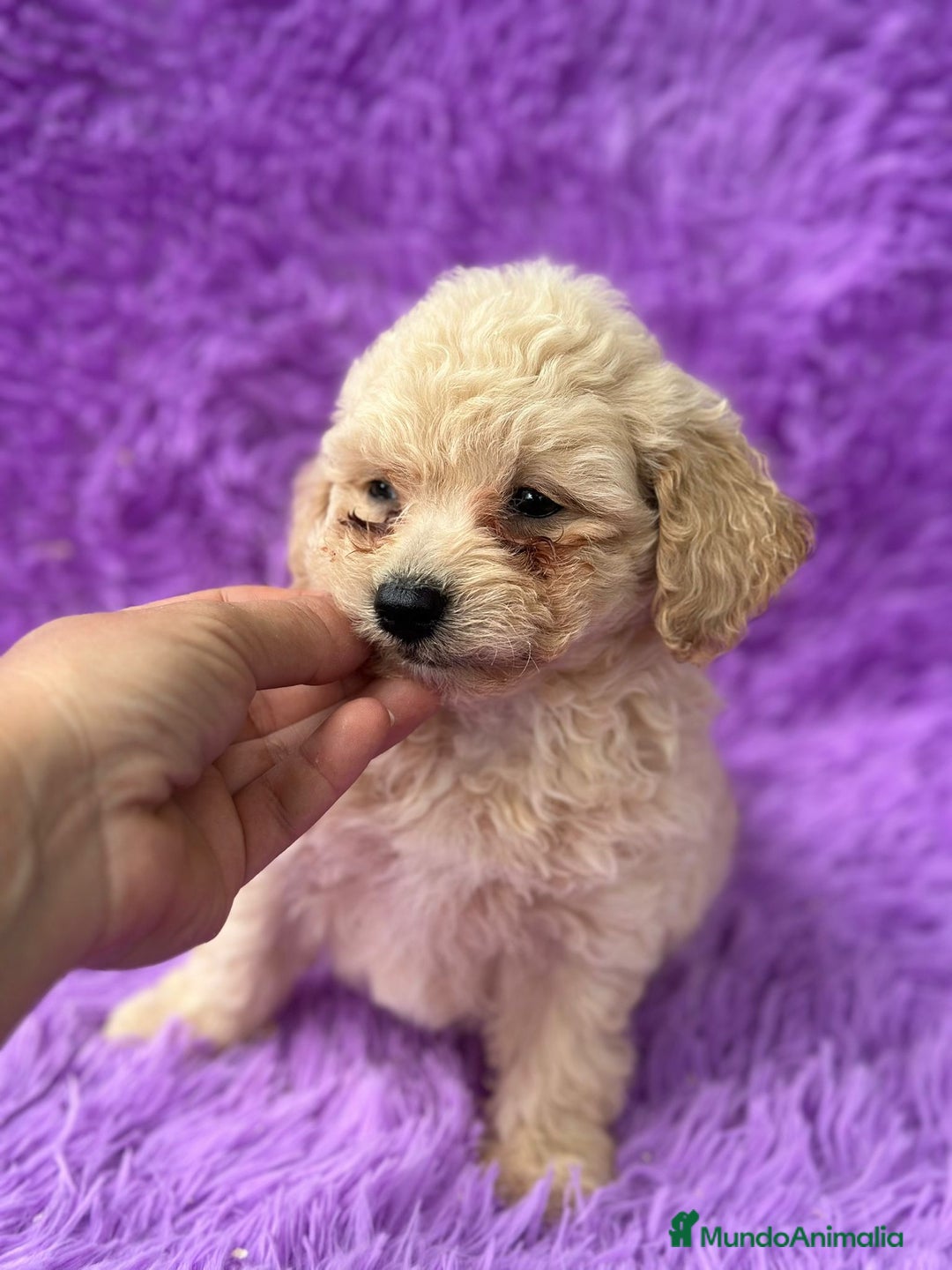Maltipoo perros en venta: Maltipoo apricot - Imagen 3