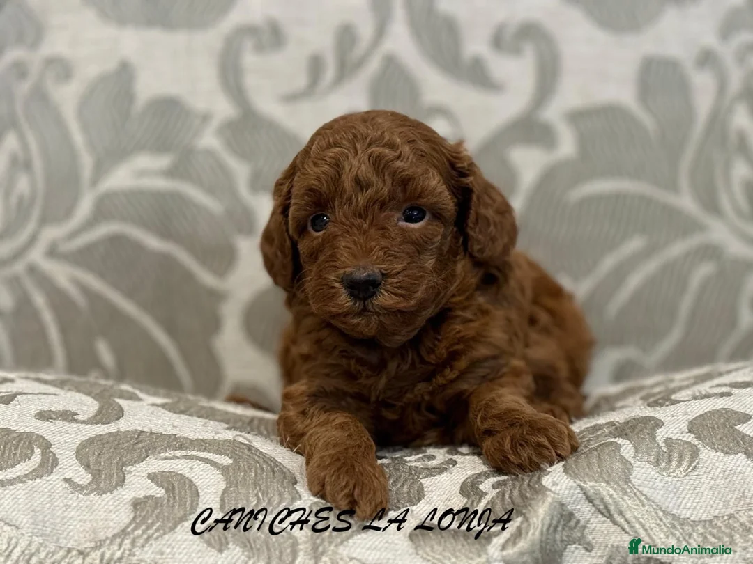 Caniche Toy perros en venta: caniche toy  en Valencia - Anuncio 2
