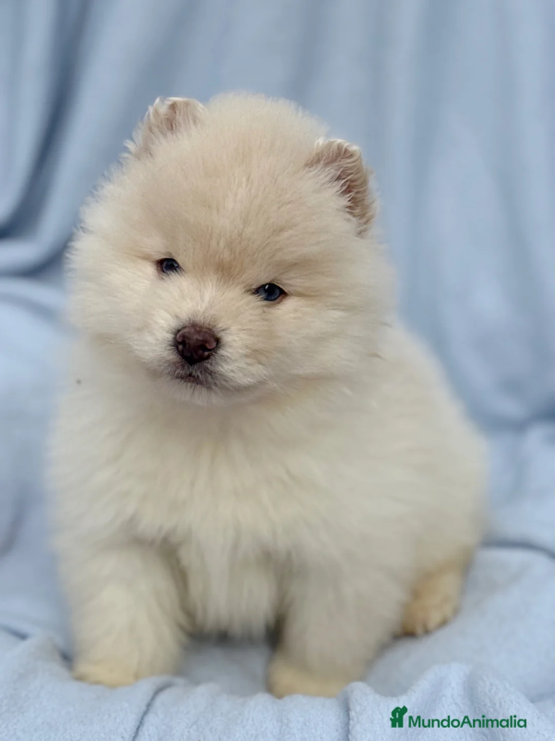 Pomsky perros en venta: dos machos y ultima hembra Pomsky ojos azules  - Anuncio 2