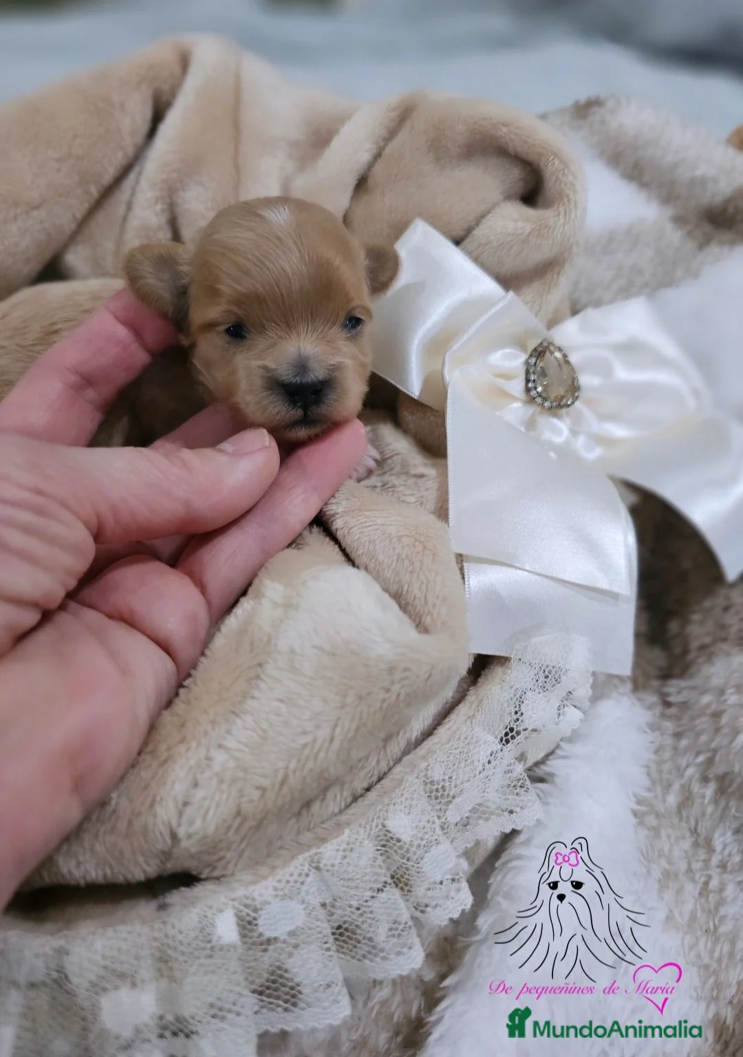 Maltipoo perros en venta: MALTIPOO MINIATURA ASIÁTICO  - Anuncio 4