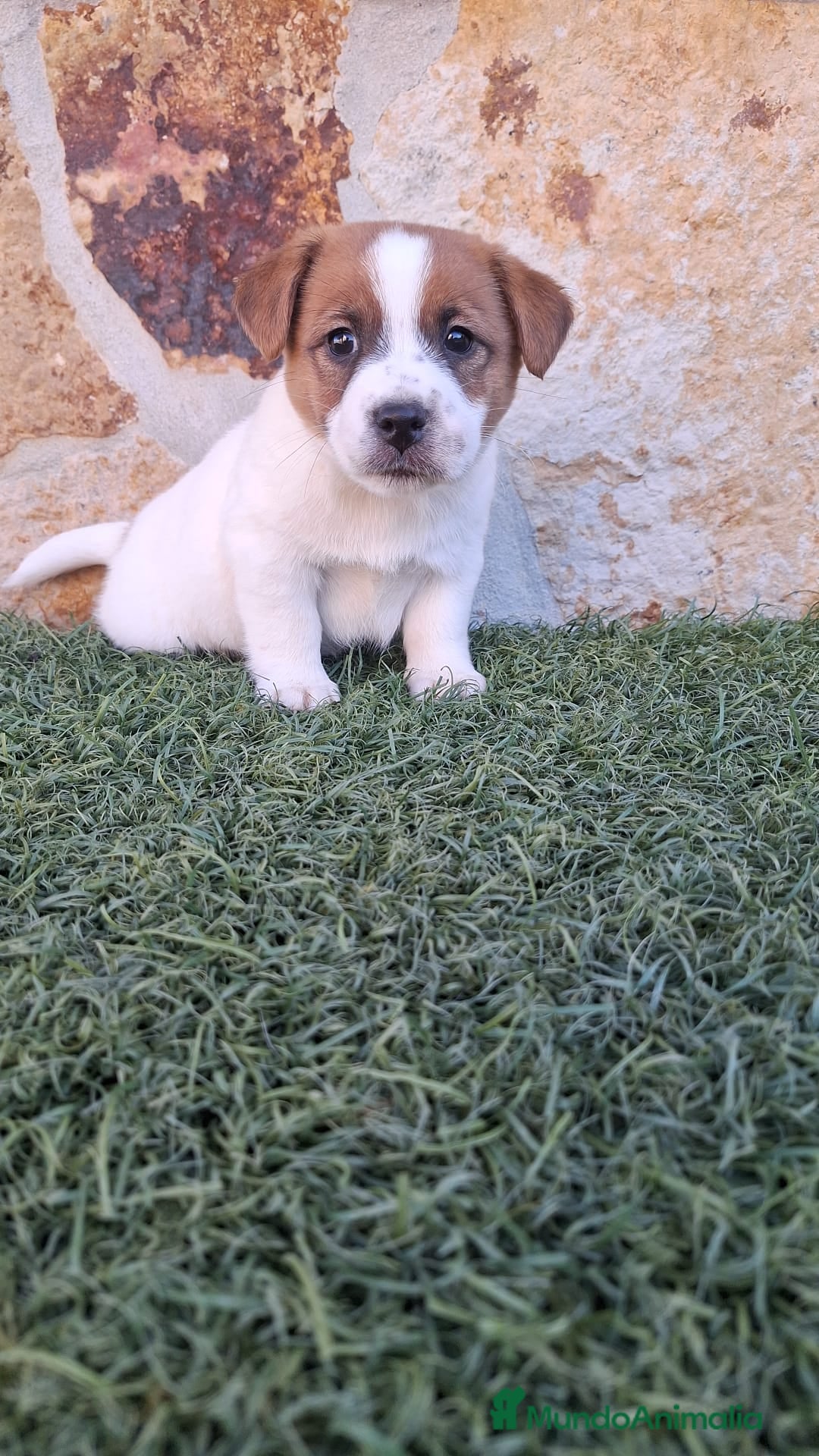 Jack Russell Terrier perros en venta: Jack Russell juguetones bicolor  - Anuncio 2