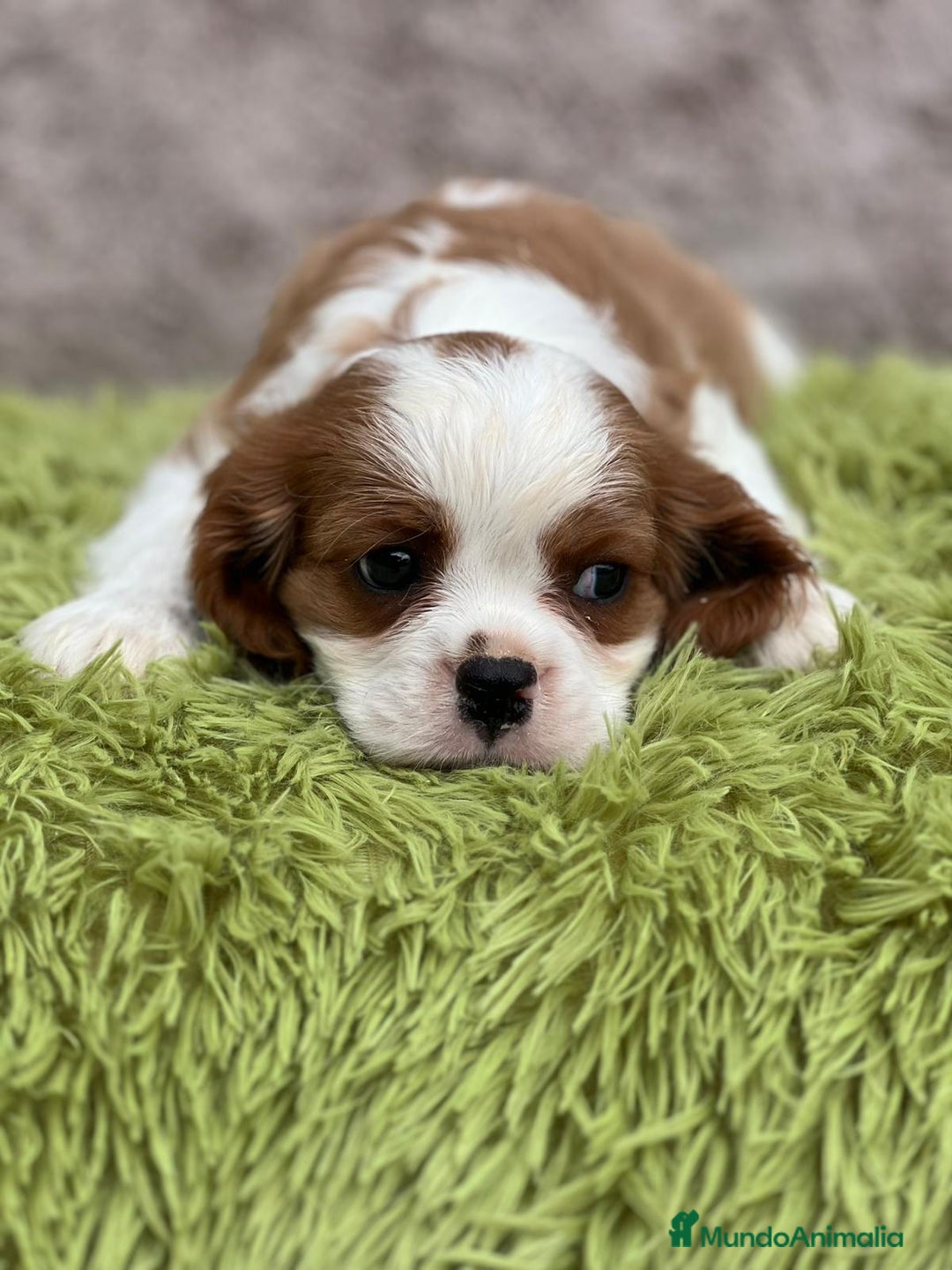 Cavalier King Charles Spaniel perros en venta: Cavalier - Imagen 6