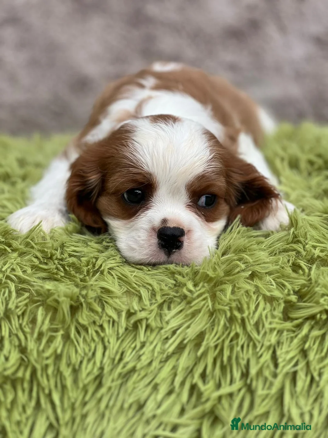 Cavalier King Charles Spaniel perros en venta: Cavalier - Anuncio 6