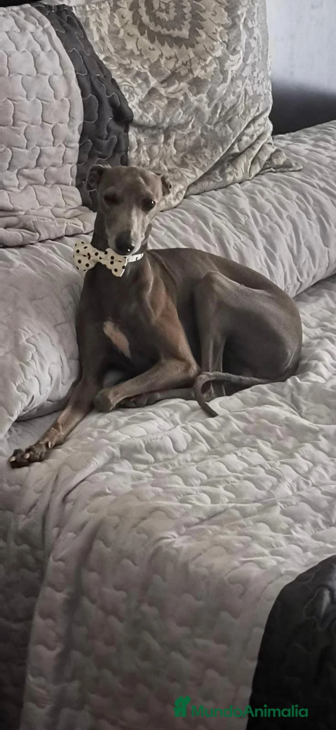 Pequeño Lebrel Italiano perros en venta: GALGOS ITALIANOS PICCOLO - Anuncio 5