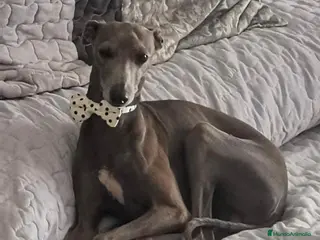 Pequeño Lebrel Italiano perros GALGOS ITALIANOS PICCOLO - Anuncio 1