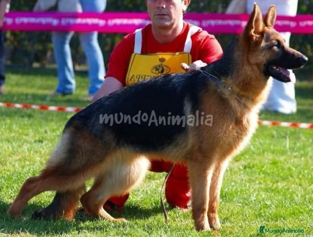 Imagen de galería {{count}}