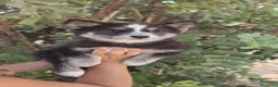Husky Siberiano perros en venta: Husky Siberiano disponibles  - Anuncio 4