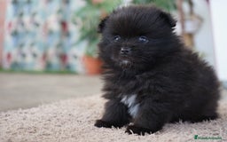 Pomerania perros en venta: 🐾 Roscón, Prodigy y Monk  Pomerania especiales 🐾 - Imagen 6