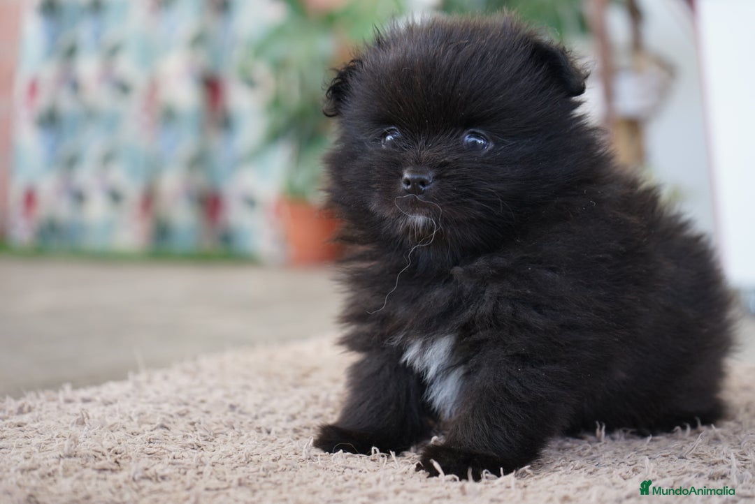 Pomerania perros en venta: 🐾 Roscón, Prodigy y Monk  Pomerania especiales 🐾 - Imagen 6