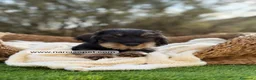 Teckel Miniatura perros en venta: TECKEL PELO DURO MINIATURA - Anuncio 6