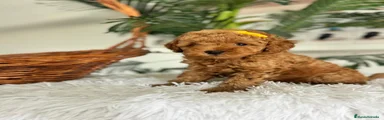 Caniche Toy 2