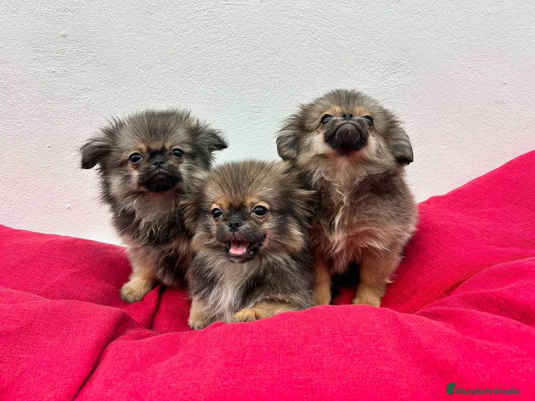 Pekinés perros en venta: Pekines - Anuncio 5