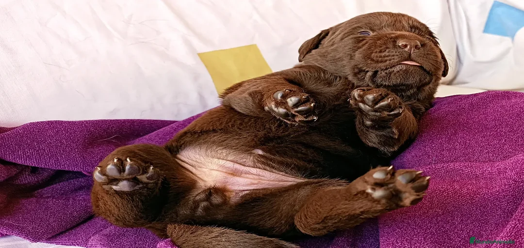 Imagen de galería {{count}}