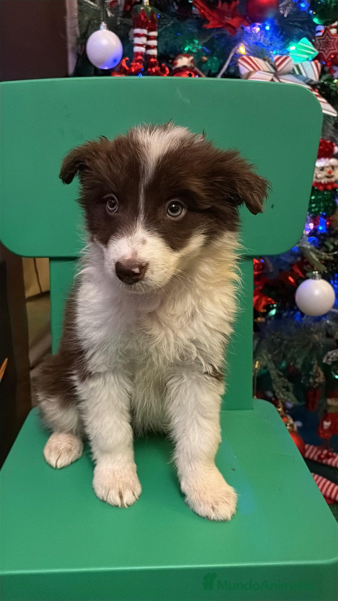Border Collie perros en venta: Últimos cachorros de Boder collie!! - Anuncio 8